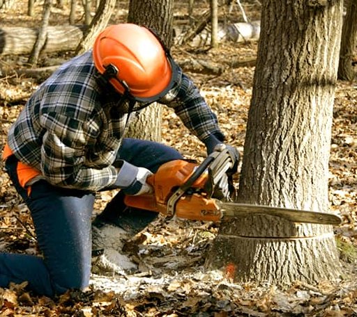 Tree Removal in Jamaica, VT